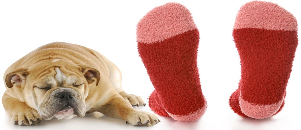 Bulldog sleeping next to a pair of red and pink fuzzy socks, highlighting the theme of foot health and comfort.