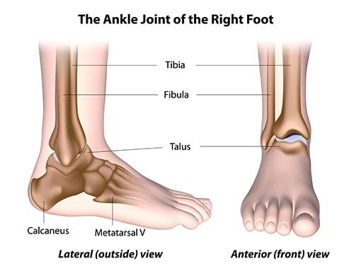 Ankle joint anatomy